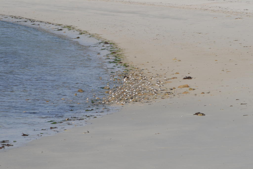 Roulotte Gites O Bien-Etre Massage Spa Sejour Bien-Etre En Hebergement Insolite Roulotte Karantez Ou En Gites Melon Ou Yock A 800 M Des Plages Maison D'Hote Drogou Porspoder Zewnętrze zdjęcie
