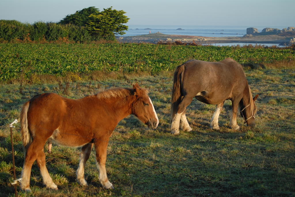 Roulotte Gites O Bien-Etre Massage Spa Sejour Bien-Etre En Hebergement Insolite Roulotte Karantez Ou En Gites Melon Ou Yock A 800 M Des Plages Maison D'Hote Drogou Porspoder Zewnętrze zdjęcie